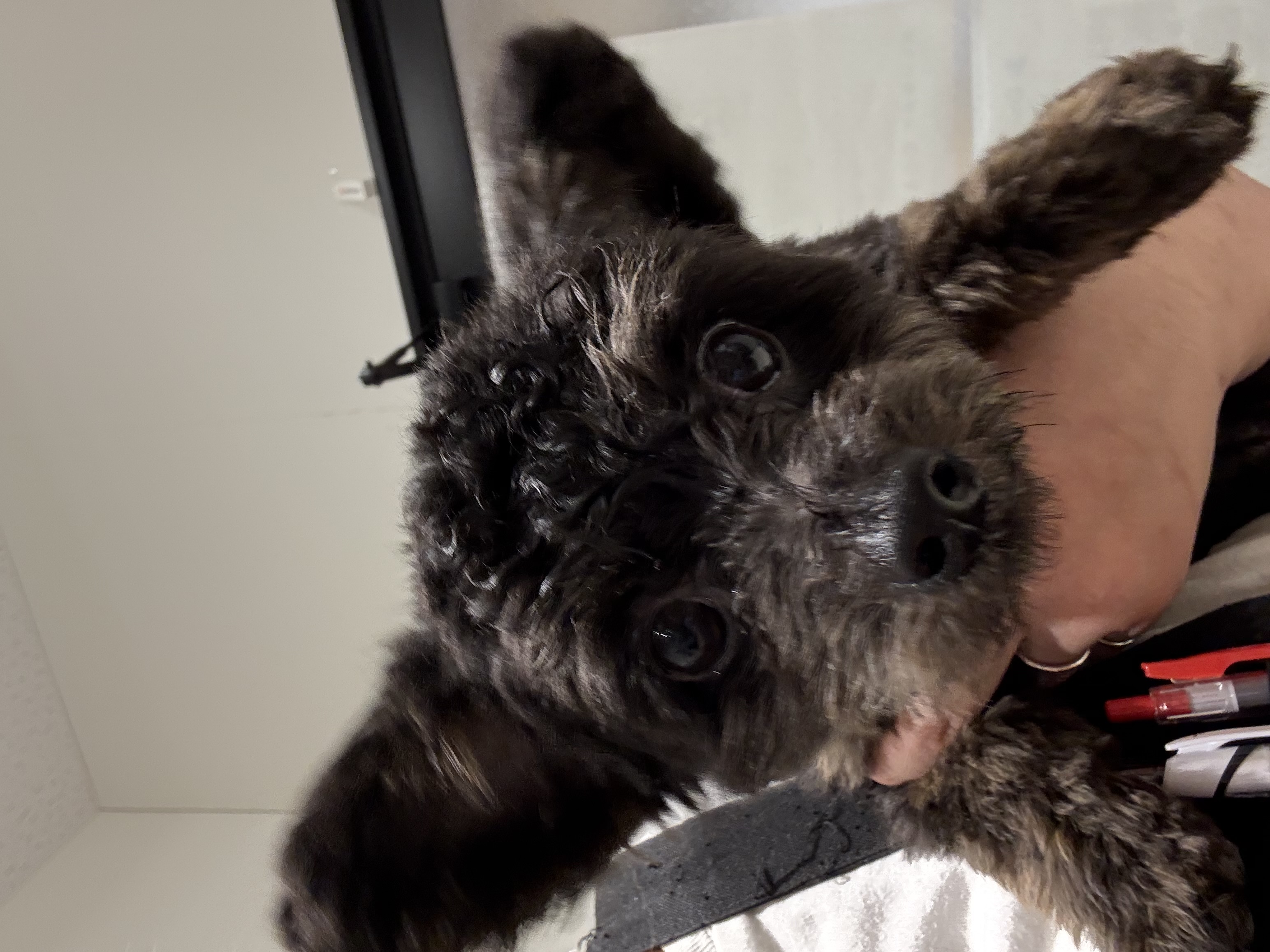 宮城県のハーフ犬・ミックス犬 (ペッツワン古川店/2025年10月21日生まれ/男の子/ブラック)の子犬の2枚目の画像