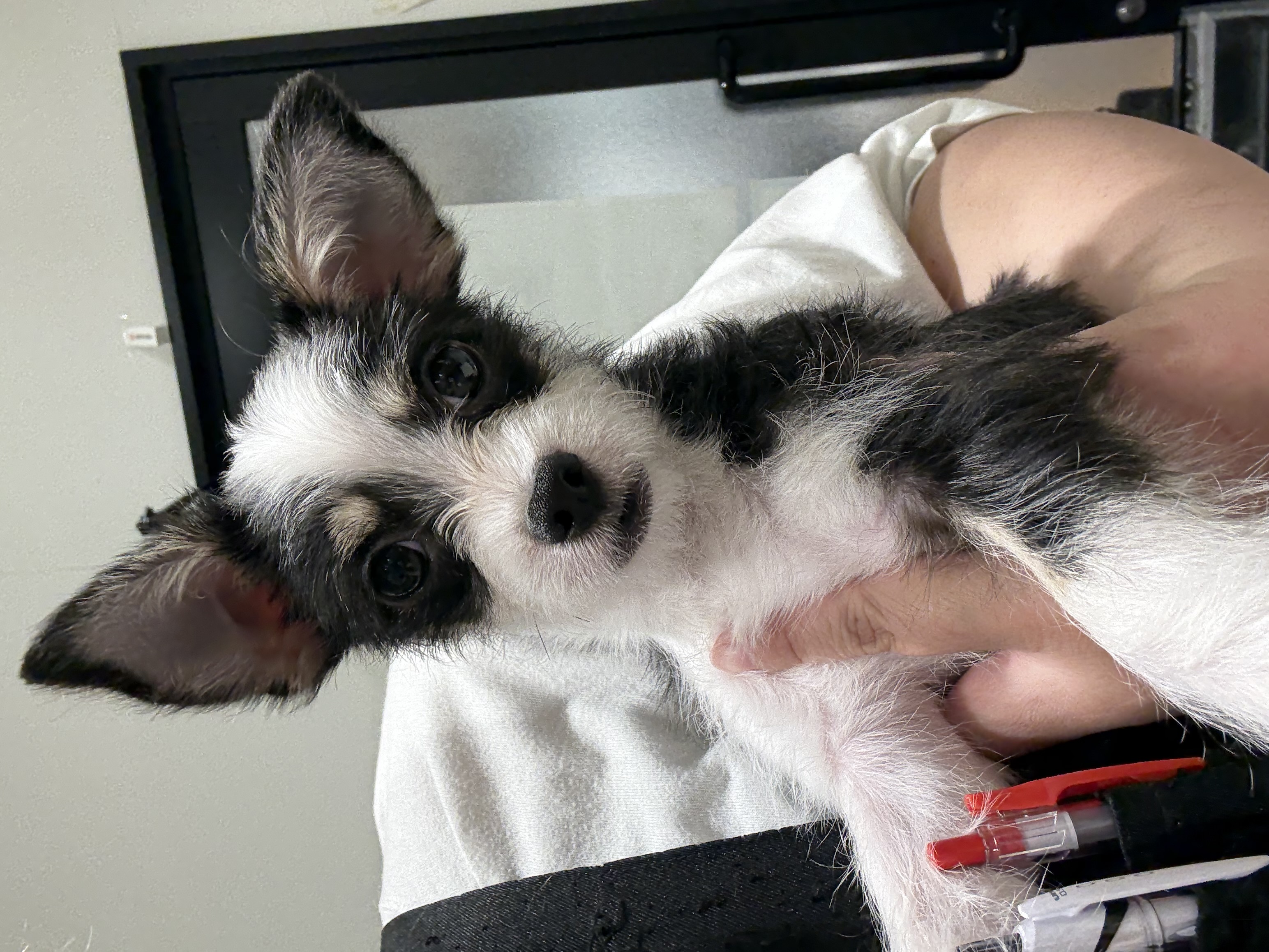 宮城県のハーフ犬・ミックス犬 (ペッツワン古川店/2025年11月3日生まれ/男の子/ブラックタンホワイト)の子犬の2枚目の画像