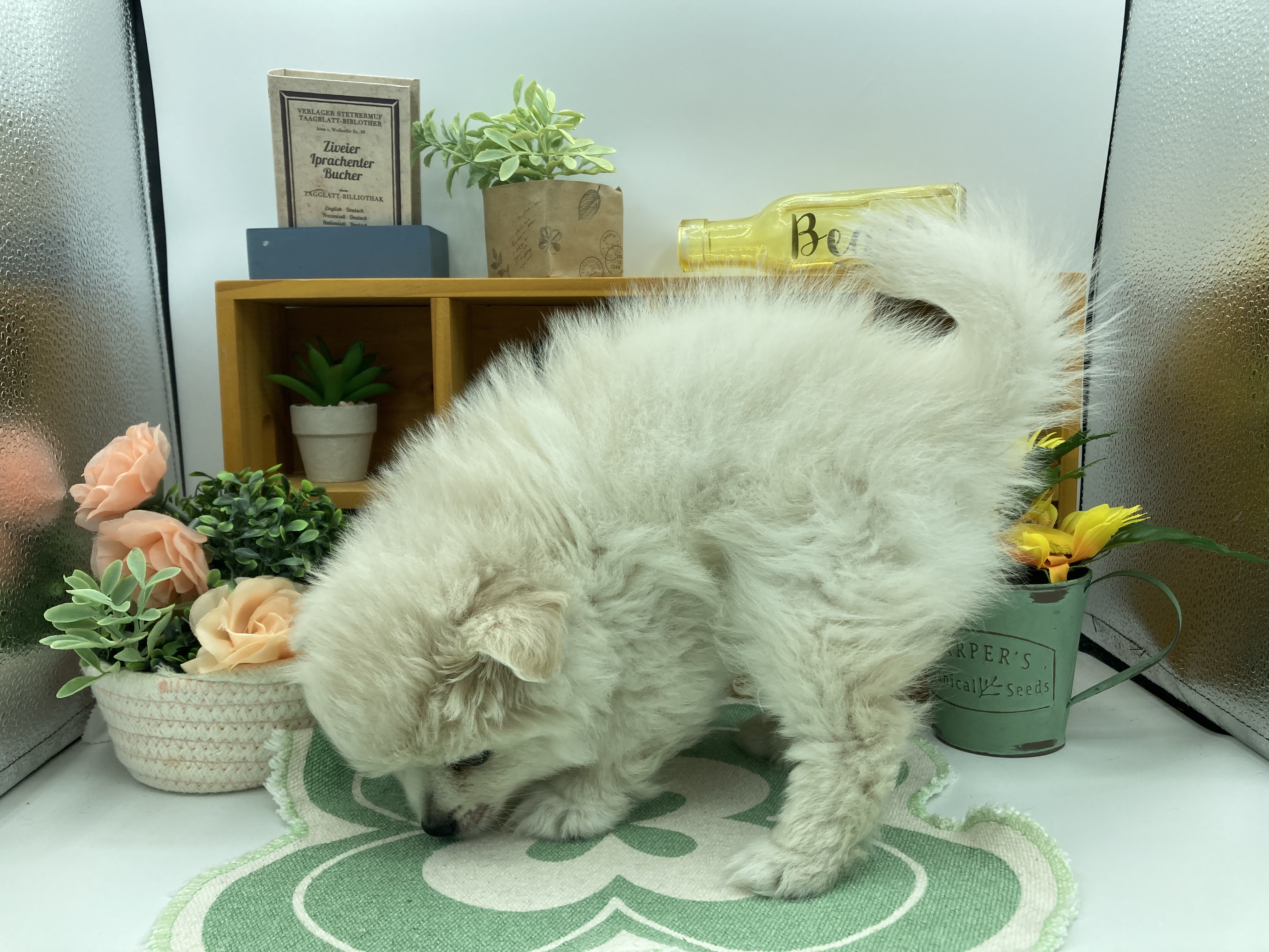 静岡県のポメラニアン (ペッツワン清水店/2025年12月4日生まれ/男の子/クリーム)の子犬の3枚目の画像