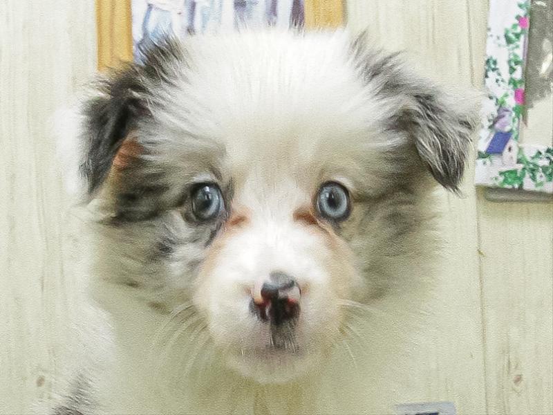 愛知県のボーダーコリー (ペッツワン小牧店/2026年3月17日生まれ/女の子/ブルーマール)の子犬