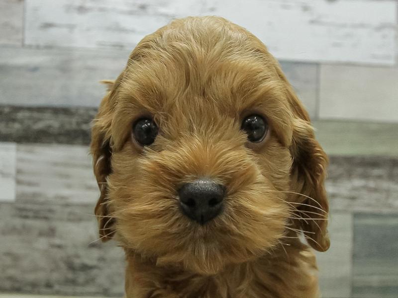 愛知県のハーフ犬・ミックス犬 (ペッツワン小牧店/2026年3月21日生まれ/女の子/レッド)の子犬