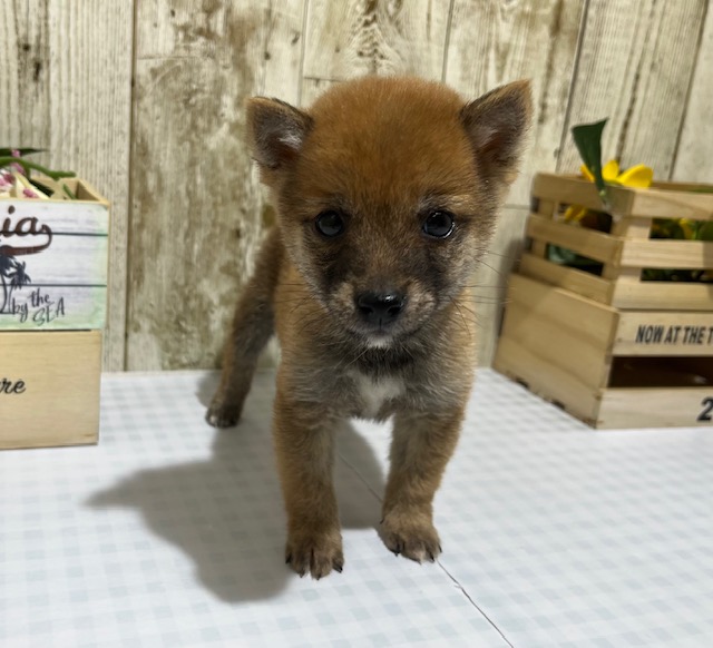 静岡県の豆柴 (ペッツワン浜松都田テクノ店/2026年3月20日生まれ/男の子/赤)の子犬