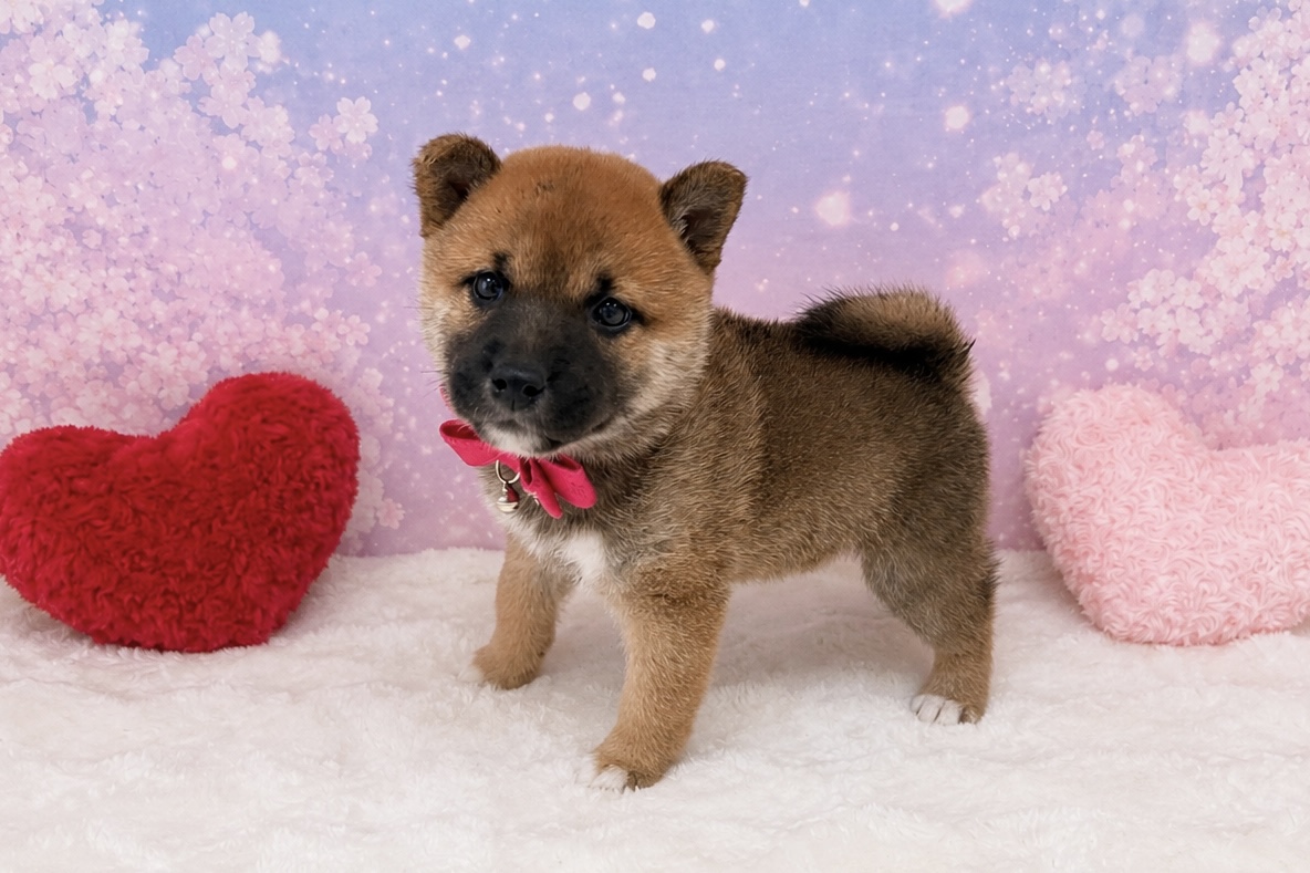 兵庫県の柴犬(標準サイズ) (ペッツワン神戸深江浜店/2026年3月10日生まれ/女の子/赤)の子犬の2枚目の画像