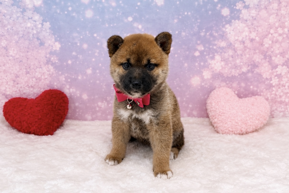 兵庫県の柴犬(標準サイズ) (ペッツワン神戸深江浜店/2026年3月10日生まれ/女の子/赤)の子犬の1枚目の画像
