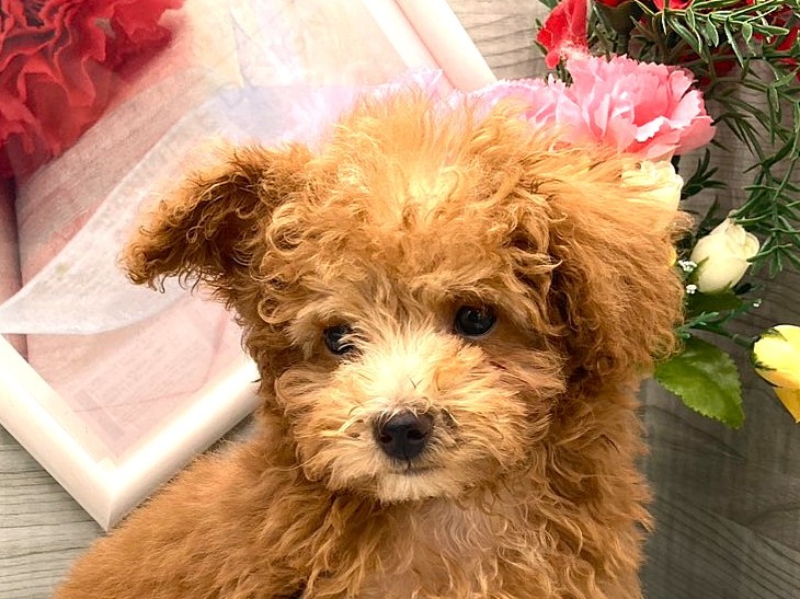 京都府のトイプードル(トイ) (ペッツワン木津川店/2026年3月3日生まれ/男の子/レッド)の子犬の1枚目の画像