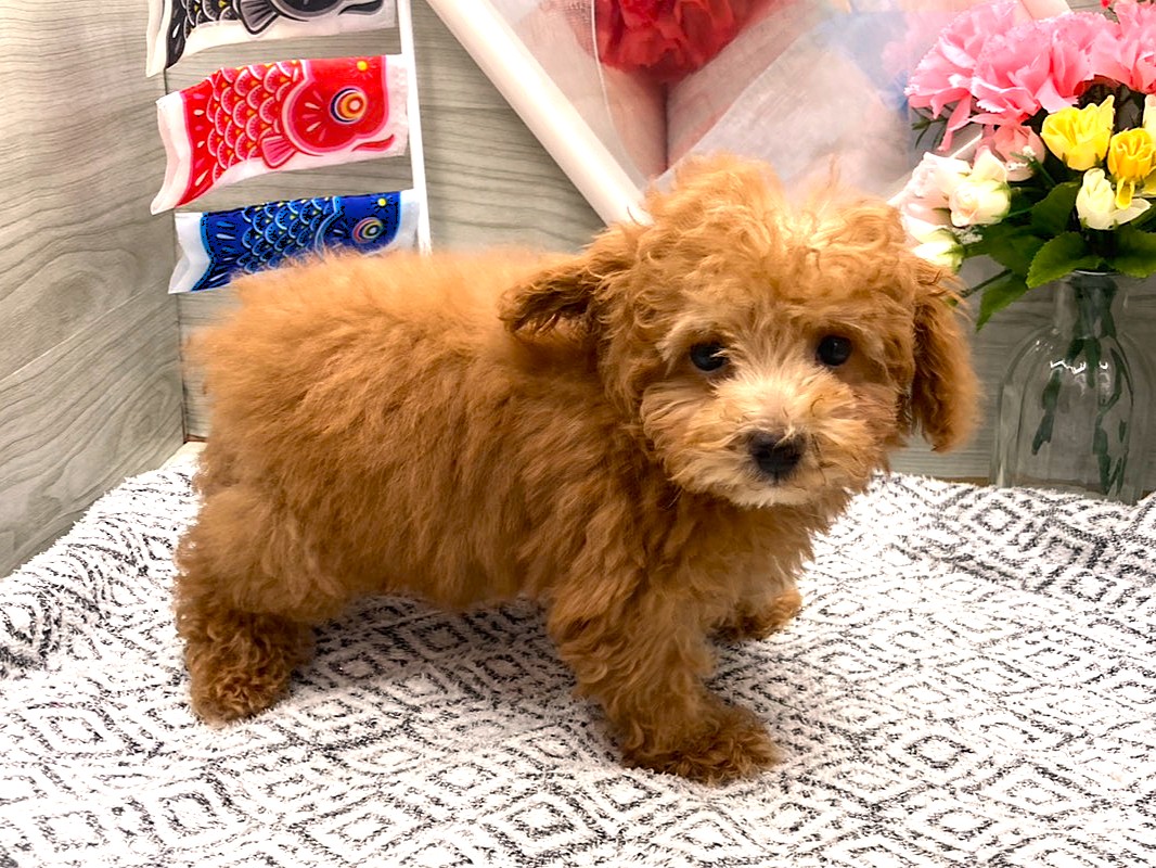 京都府のトイプードル(トイ) (ペッツワン木津川店/2026年3月3日生まれ/男の子/レッド)の子犬の2枚目の画像