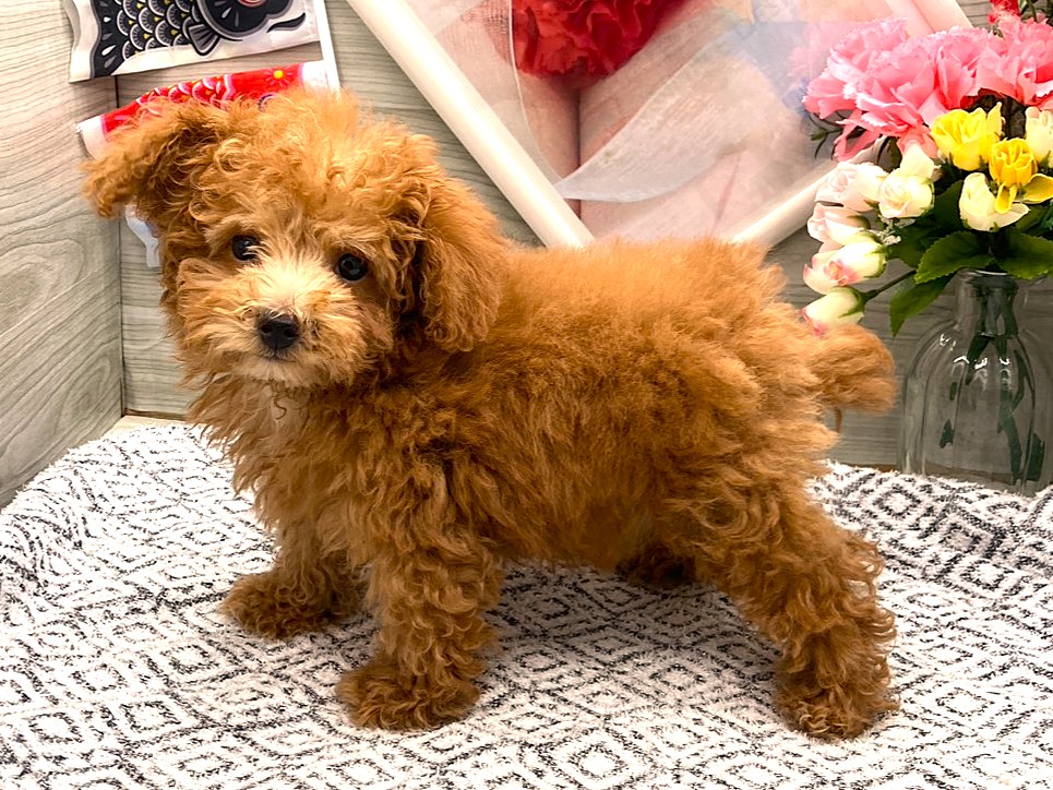 京都府のトイプードル(トイ) (ペッツワン木津川店/2026年3月3日生まれ/男の子/レッド)の子犬の3枚目の画像
