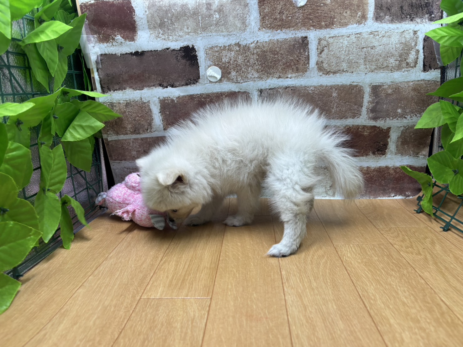 福島県のハーフ犬・ミックス犬 (ペッツワン白河モール店/2026年3月22日生まれ/女の子/クリーム)の子犬の3枚目の画像