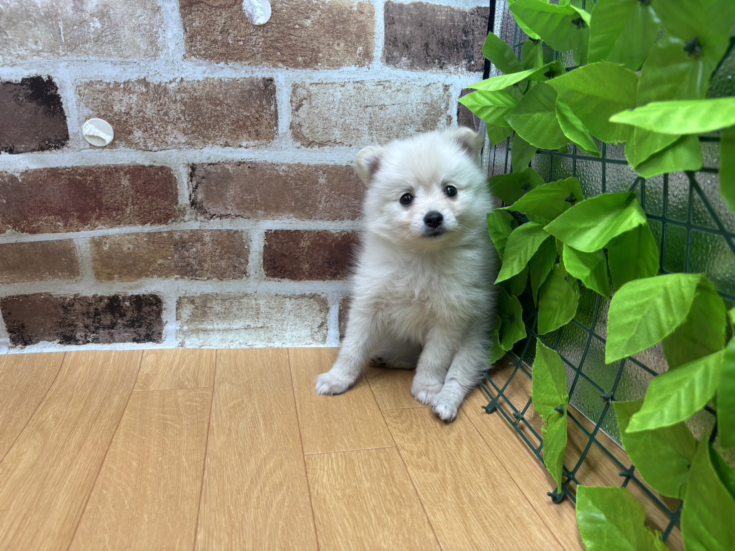 福島県のハーフ犬・ミックス犬 (ペッツワン白河モール店/2026年3月22日生まれ/女の子/クリーム)の子犬の1枚目の画像