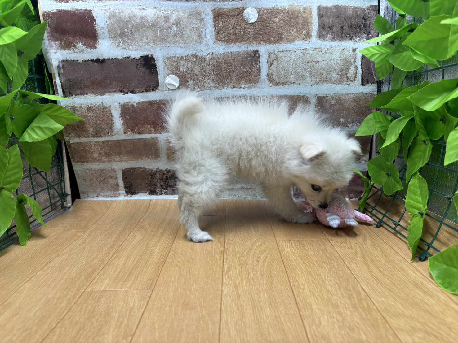 福島県のハーフ犬・ミックス犬 (ペッツワン白河モール店/2026年3月22日生まれ/女の子/クリーム)の子犬の2枚目の画像