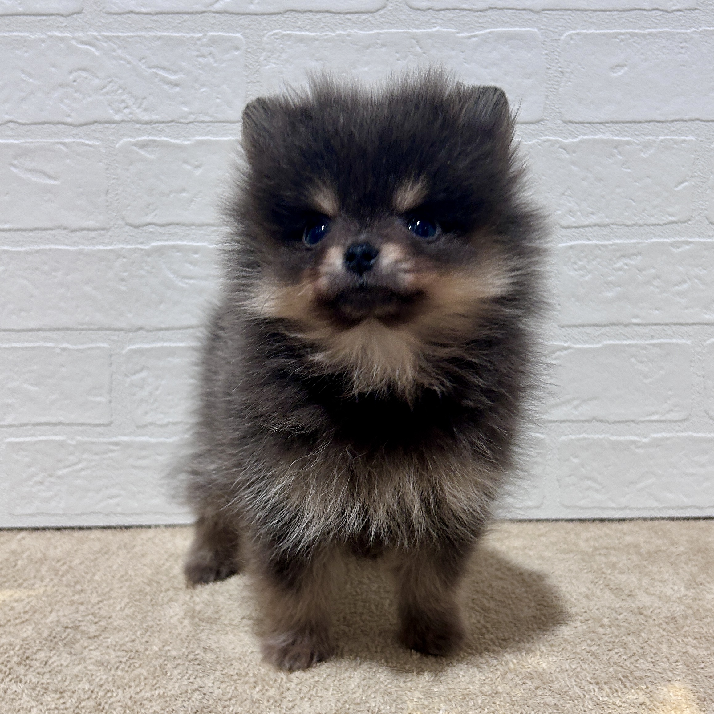 愛知県のポメラニアン (ペッツワン常滑店/2026年3月3日生まれ/女の子/ブルータン)の子犬の1枚目の画像