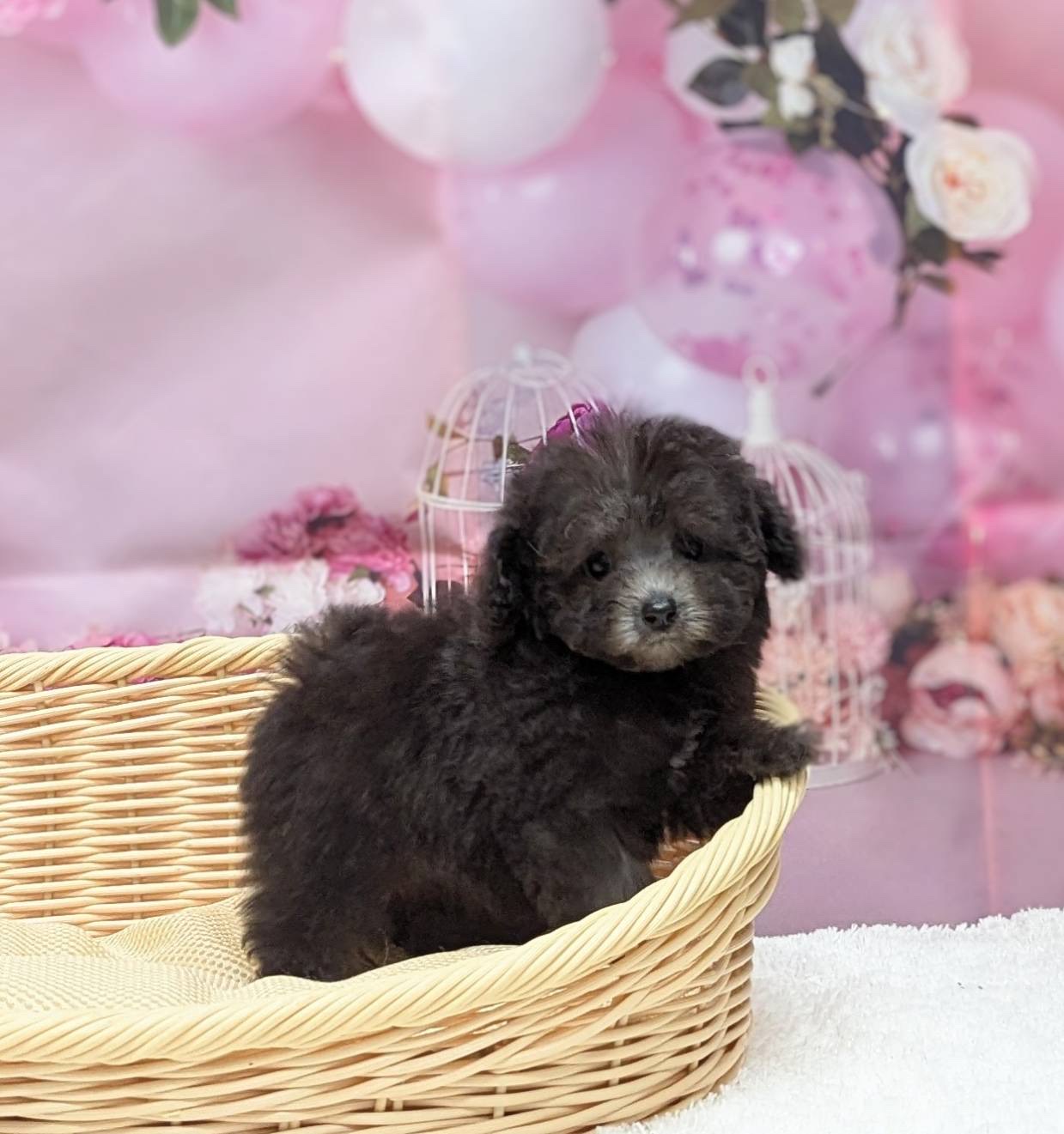 岡山県のトイプードル(トイ) (ペッツワンFC津山店/2026年3月4日生まれ/女の子/グレー)の子犬