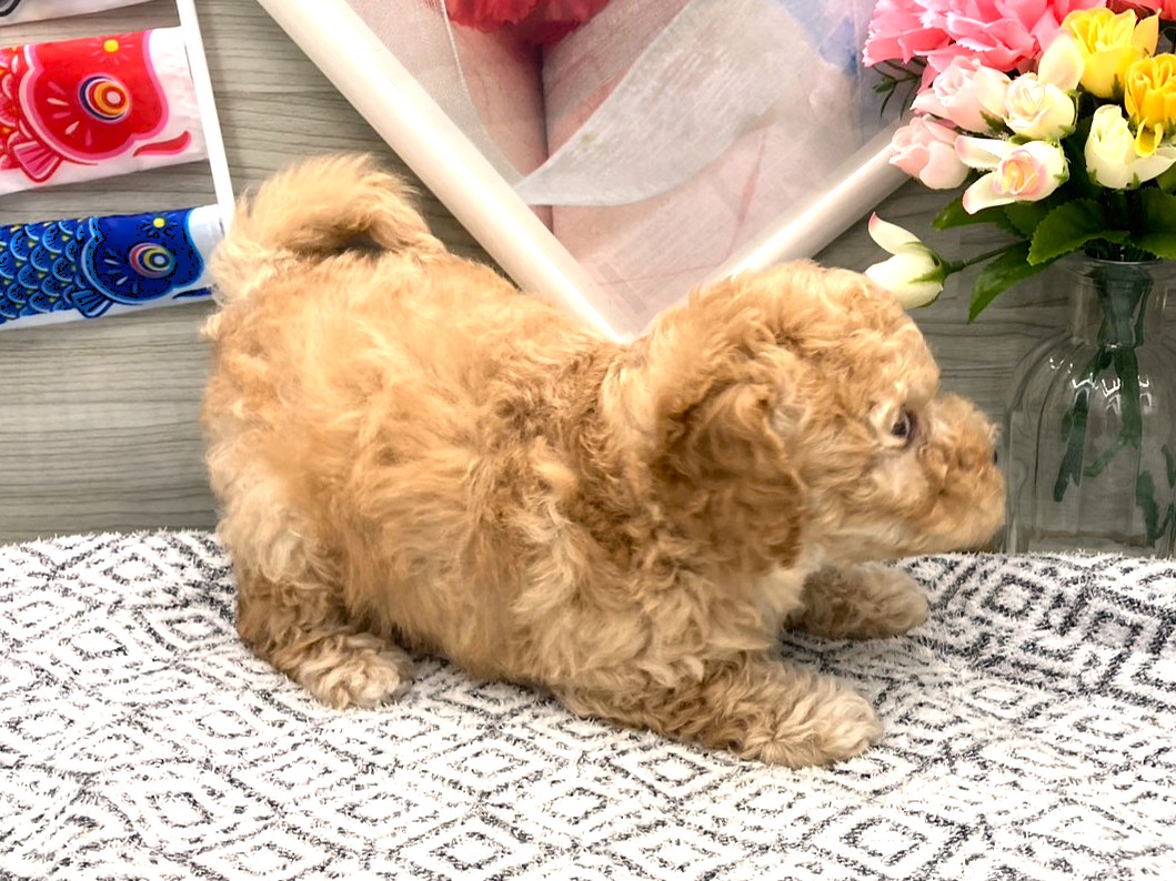 京都府のハーフ犬・ミックス犬 (ペッツワン木津川店/2026年3月10日生まれ/男の子/アプリコット)の子犬の2枚目の画像