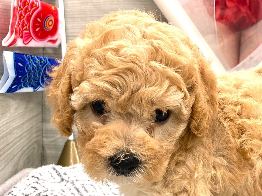 京都府のハーフ犬・ミックス犬 (ペッツワン木津川店/2026年3月10日生まれ/男の子/アプリコット)の子犬の1枚目の画像