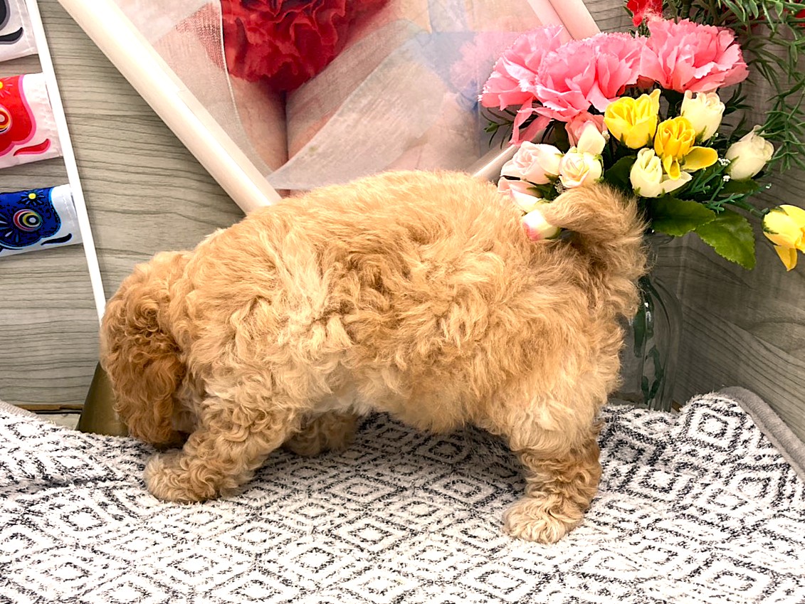 京都府のハーフ犬・ミックス犬 (ペッツワン木津川店/2026年3月10日生まれ/男の子/アプリコット)の子犬の3枚目の画像