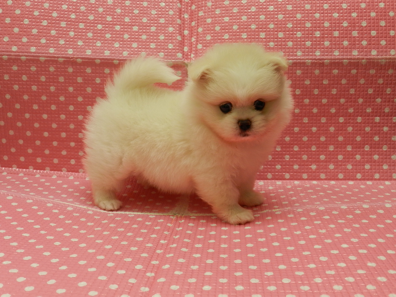 静岡県のハーフ犬・ミックス犬 (ペッツワン御殿場店/2026年3月17日生まれ/女の子/クリームホワイト)の子犬