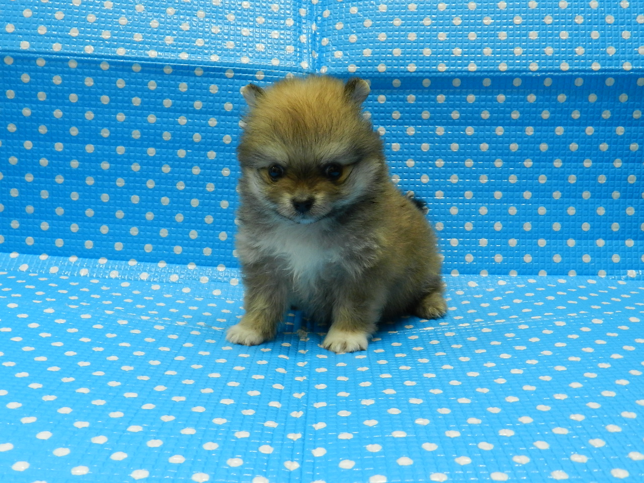 静岡県のハーフ犬・ミックス犬 (ペッツワン御殿場店/2026年3月21日生まれ/男の子/オレンジ)の子犬