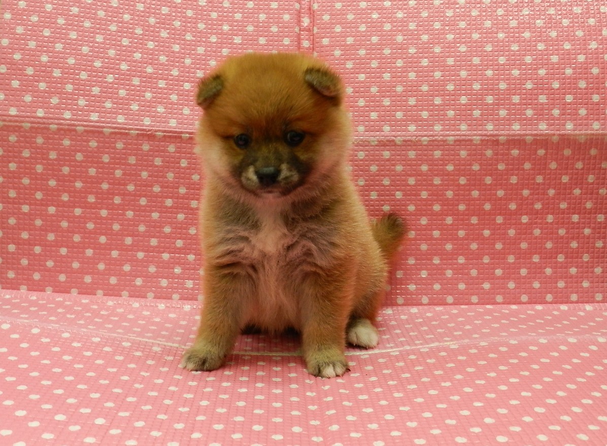 静岡県のハーフ犬・ミックス犬 (ペッツワン御殿場店/2026年3月21日生まれ/女の子/レッド)の子犬