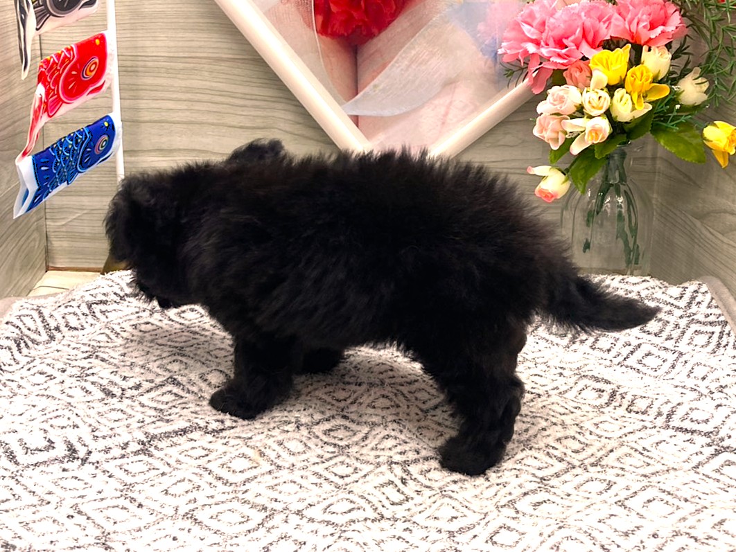 京都府のハーフ犬・ミックス犬 (ペッツワン木津川店/2026年3月11日生まれ/男の子/ブラック)の子犬の3枚目の画像