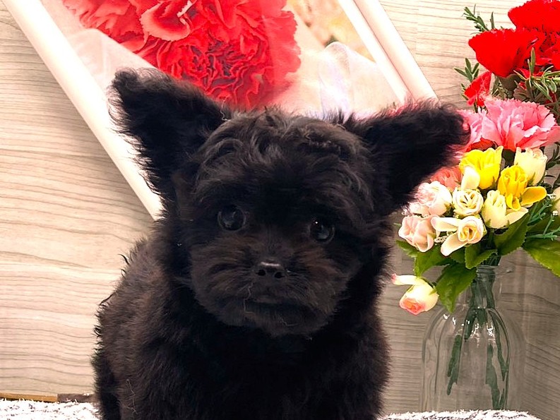 京都府のハーフ犬・ミックス犬 (ペッツワン木津川店/2026年3月11日生まれ/男の子/ブラック)の子犬の1枚目の画像