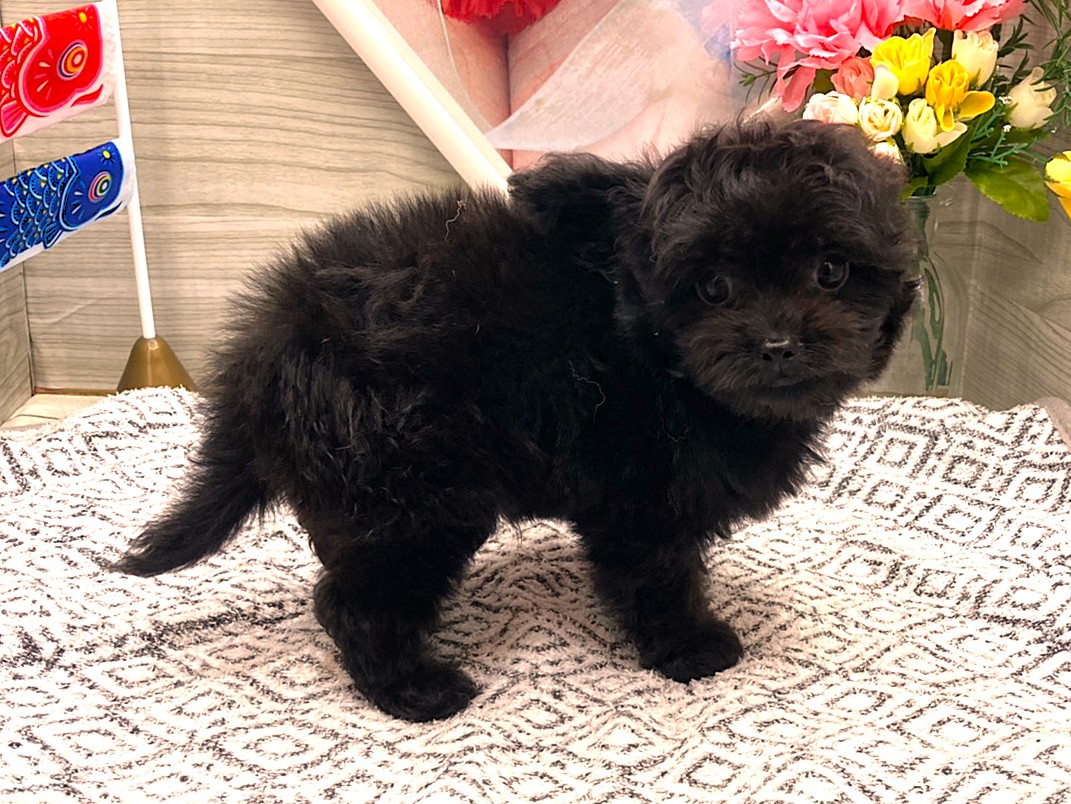 京都府のハーフ犬・ミックス犬 (ペッツワン木津川店/2026年3月11日生まれ/男の子/ブラック)の子犬の2枚目の画像