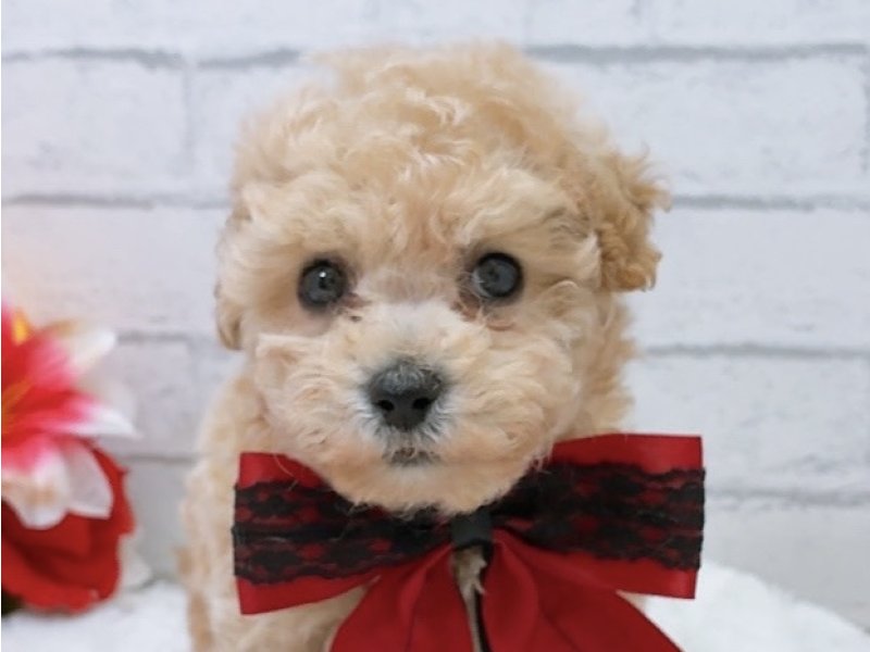 沖縄県のハーフ犬・ミックス犬 (ペッツワンFCあがり浜店/2026年3月21日生まれ/女の子/アプリコット)の子犬