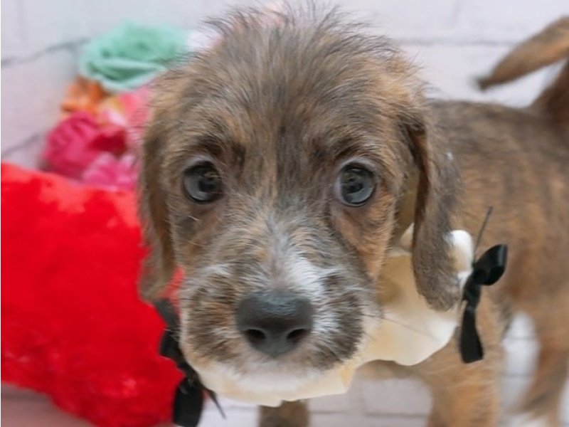 沖縄県のハーフ犬・ミックス犬 (ペッツワンFCあがり浜店/2026年3月14日生まれ/男の子/ブリンドル)の子犬