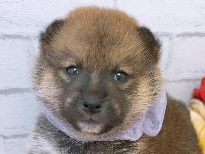 沖縄県のハーフ犬・ミックス犬 (ペッツワンFCあがり浜店/2026年3月7日生まれ/男の子/赤)の子犬