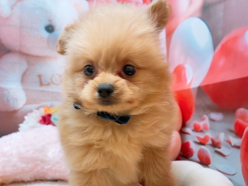 沖縄県のハーフ犬・ミックス犬 (ペッツワンFCあがり浜店/2026年2月14日生まれ/男の子/クリーム)の子犬