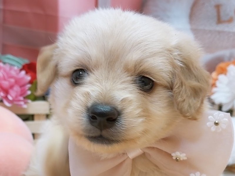 沖縄県のハーフ犬・ミックス犬 (ペッツワンFCあがり浜店/2026年2月8日生まれ/男の子/クリーム)の子犬