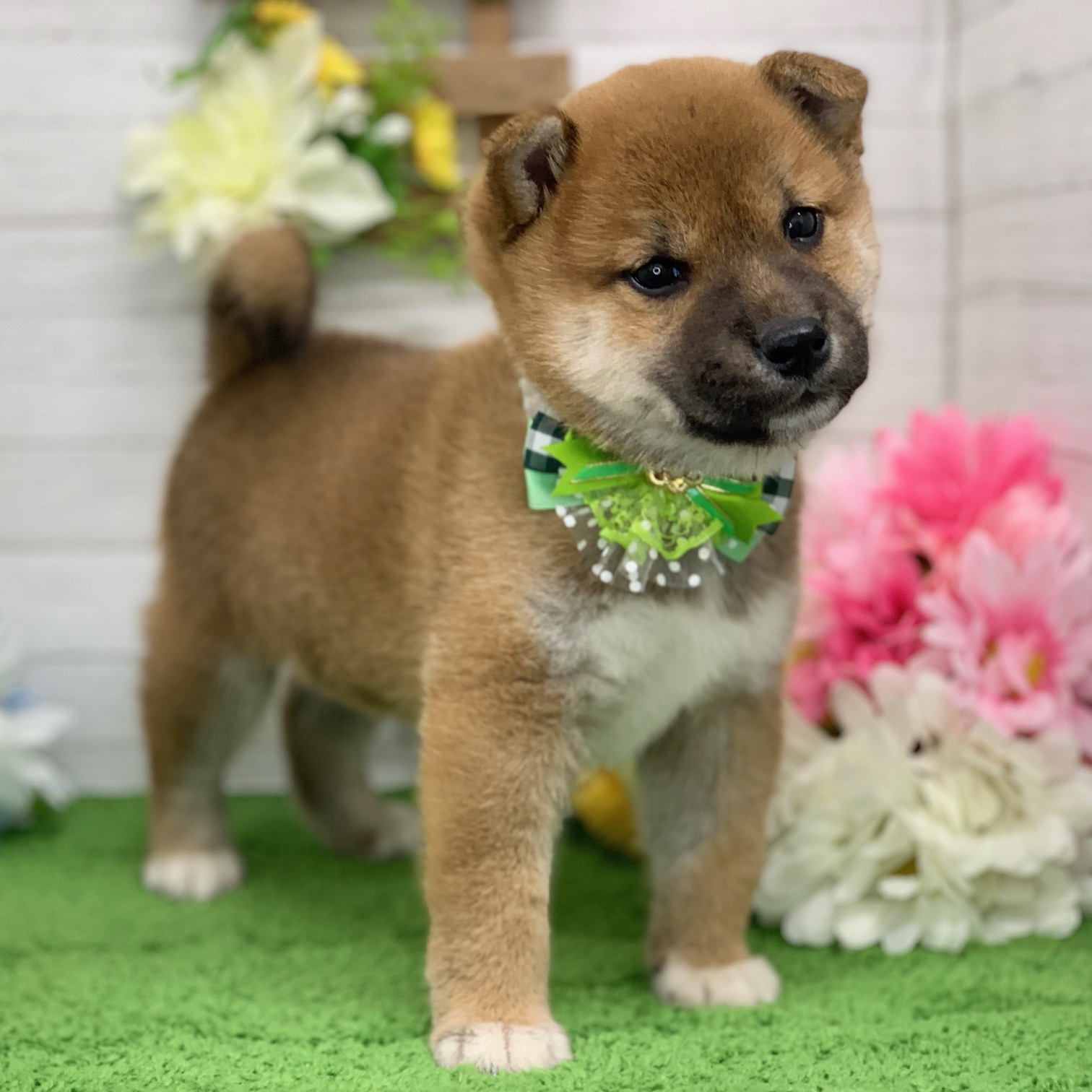 兵庫県の柴犬(標準サイズ) (ペッツワン神戸ひよどり台店/2026年3月10日生まれ/男の子/赤)の子犬の3枚目の画像