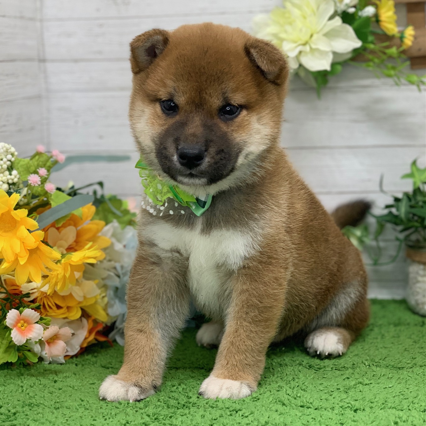兵庫県の柴犬(標準サイズ) (ペッツワン神戸ひよどり台店/2026年3月10日生まれ/男の子/赤)の子犬の2枚目の画像