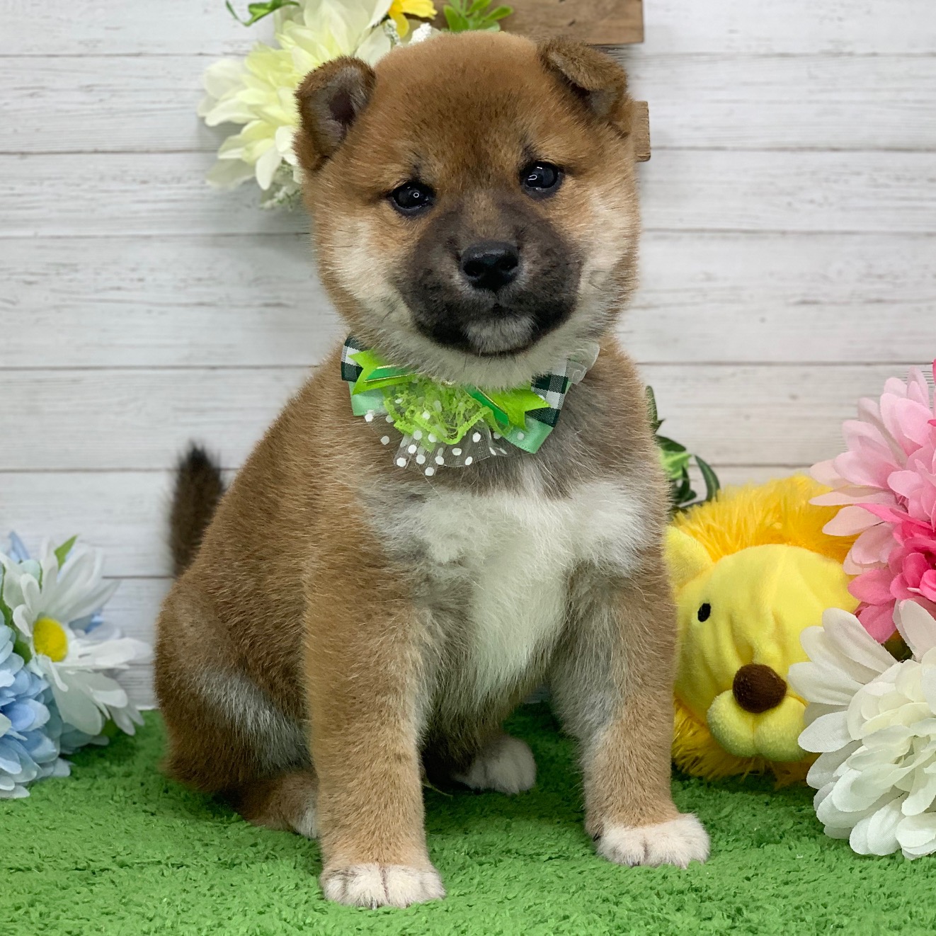 兵庫県の柴犬(標準サイズ) (ペッツワン神戸ひよどり台店/2026年3月10日生まれ/男の子/赤)の子犬の1枚目の画像