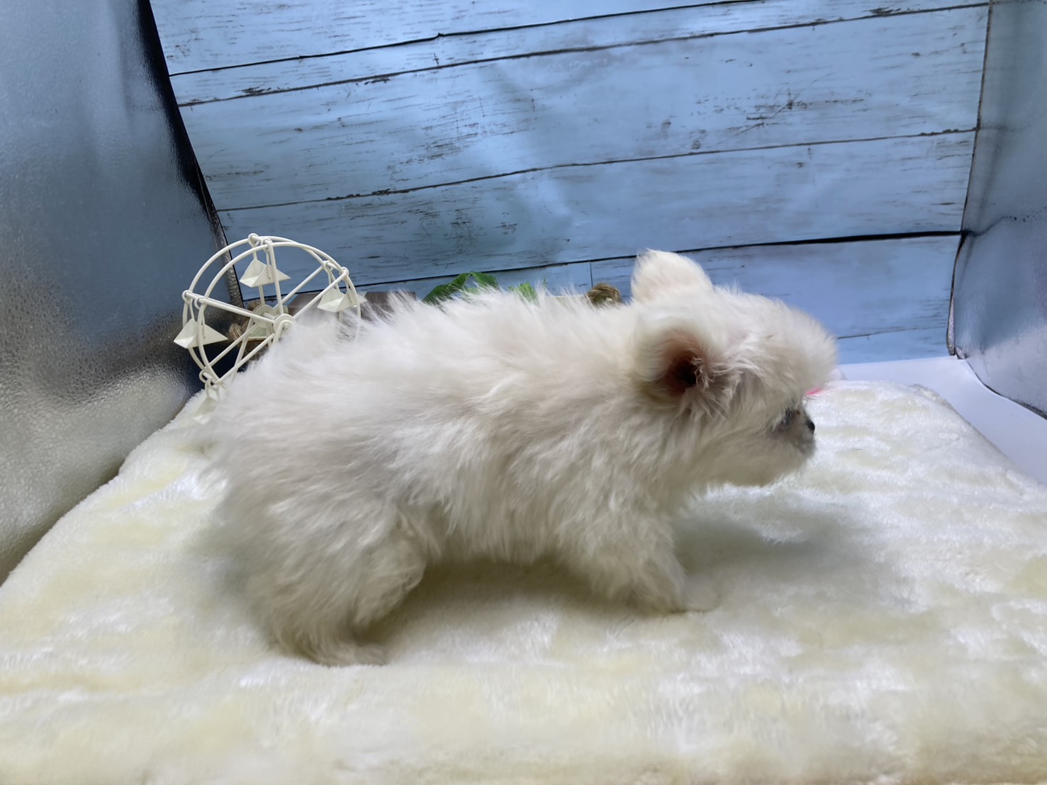 静岡県のハーフ犬・ミックス犬 (ペッツワン藤枝店/2026年3月8日生まれ/女の子/クリーム)の子犬の3枚目の画像