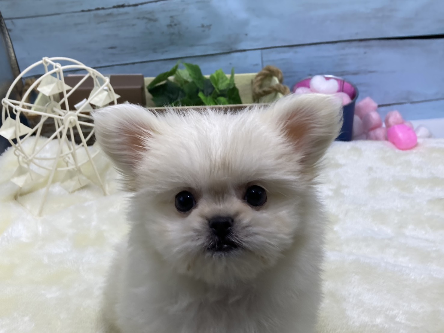 静岡県のハーフ犬・ミックス犬 (ペッツワン藤枝店/2026年3月8日生まれ/女の子/クリーム)の子犬の2枚目の画像