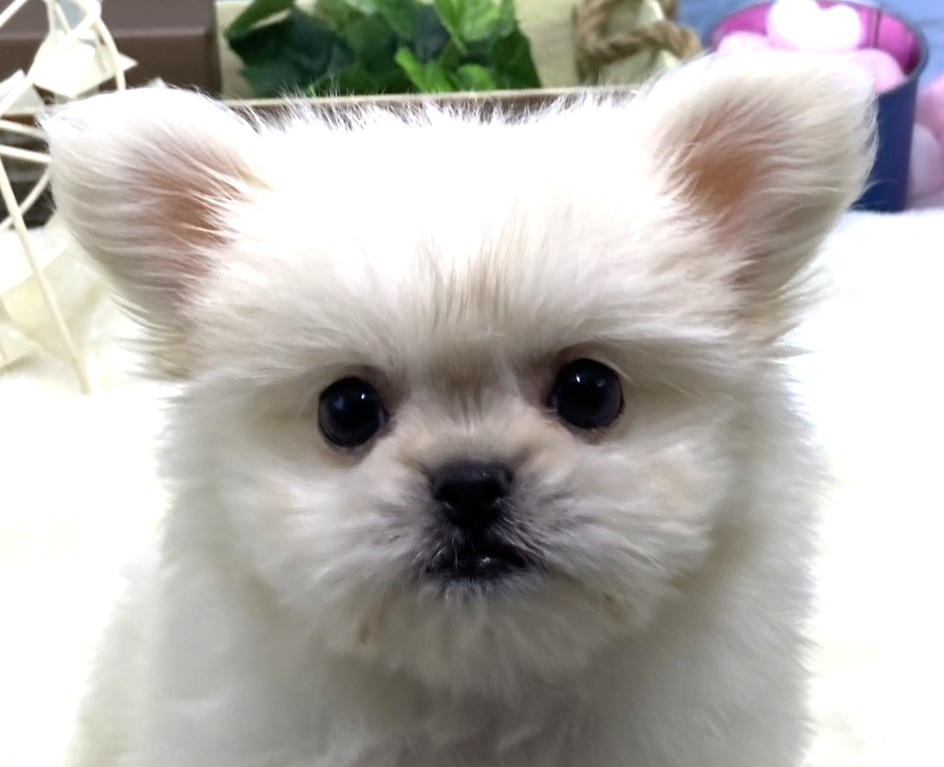 静岡県のハーフ犬・ミックス犬 (ペッツワン藤枝店/2026年3月8日生まれ/女の子/クリーム)の子犬の1枚目の画像