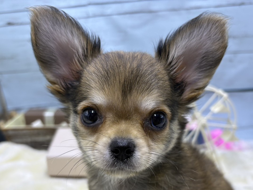 静岡県のチワワ(ロング) (ペッツワン藤枝店/2026年3月5日生まれ/男の子/その他色)の子犬の1枚目の画像