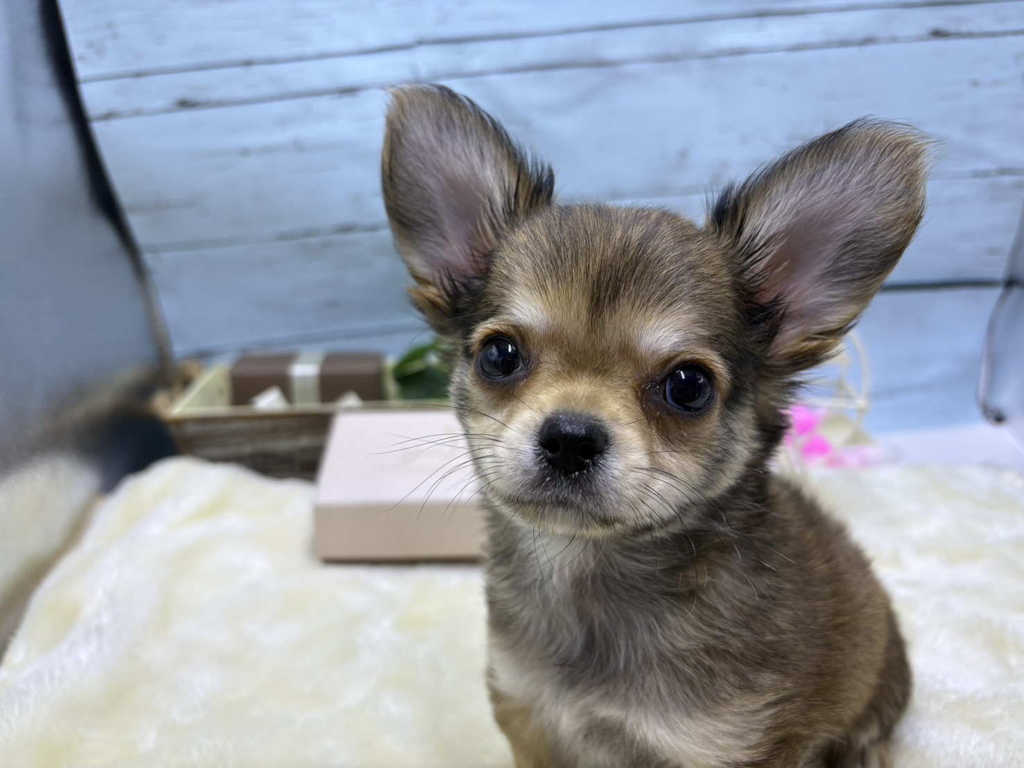 静岡県のチワワ(ロング) (ペッツワン藤枝店/2026年3月5日生まれ/男の子/その他色)の子犬の2枚目の画像
