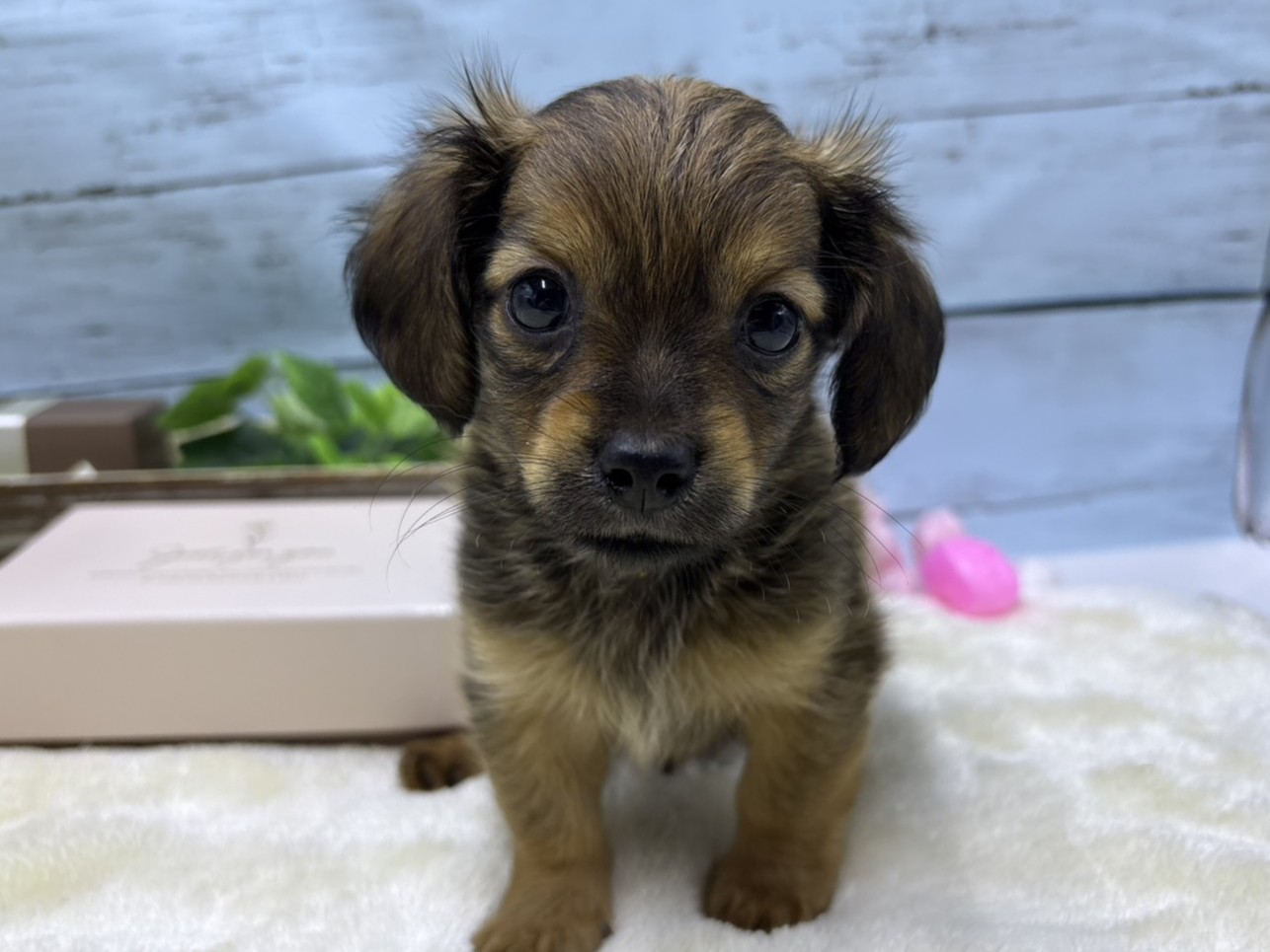 静岡県のハーフ犬・ミックス犬 (ペッツワン藤枝店/2026年3月17日生まれ/男の子/レッド)の子犬の2枚目の画像