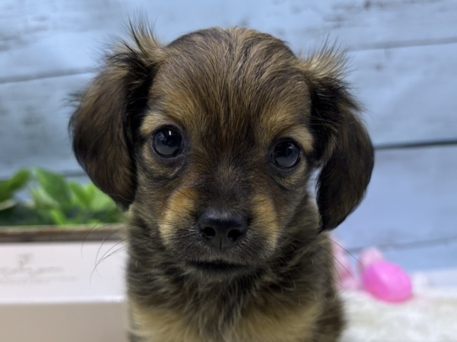 静岡県のハーフ犬・ミックス犬 (ペッツワン藤枝店/2026年3月17日生まれ/男の子/レッド)の子犬の1枚目の画像