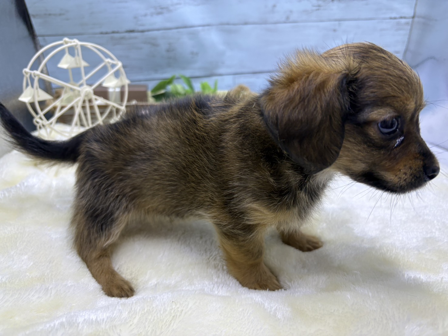 静岡県のハーフ犬・ミックス犬 (ペッツワン藤枝店/2026年3月17日生まれ/男の子/レッド)の子犬の3枚目の画像