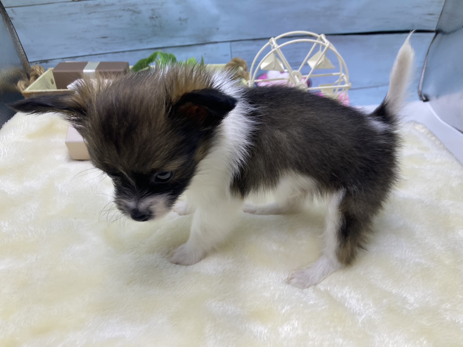 静岡県のパピヨン (ペッツワン藤枝店/2026年3月13日生まれ/男の子/その他色)の子犬の3枚目の画像