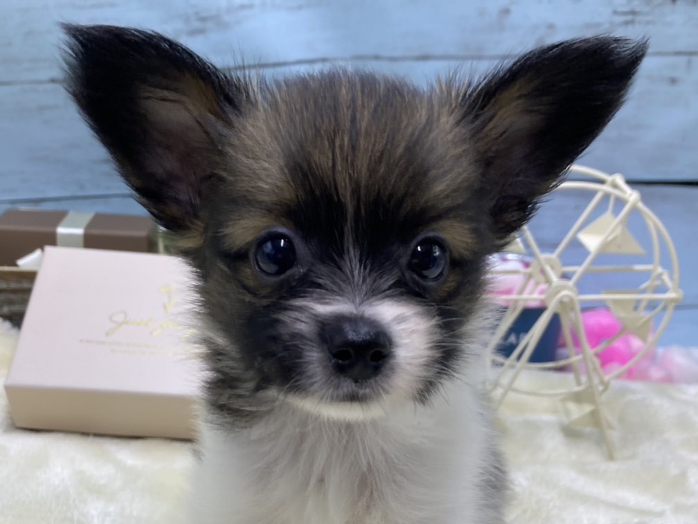静岡県のパピヨン (ペッツワン藤枝店/2026年3月13日生まれ/男の子/その他色)の子犬の1枚目の画像