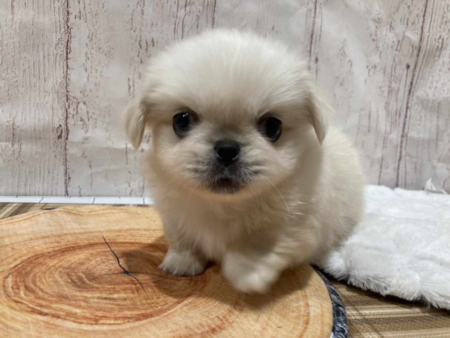 埼玉県のペキニーズ (ペッツワン羽生店/2026年3月16日生まれ/男の子/ホワイト)の子犬