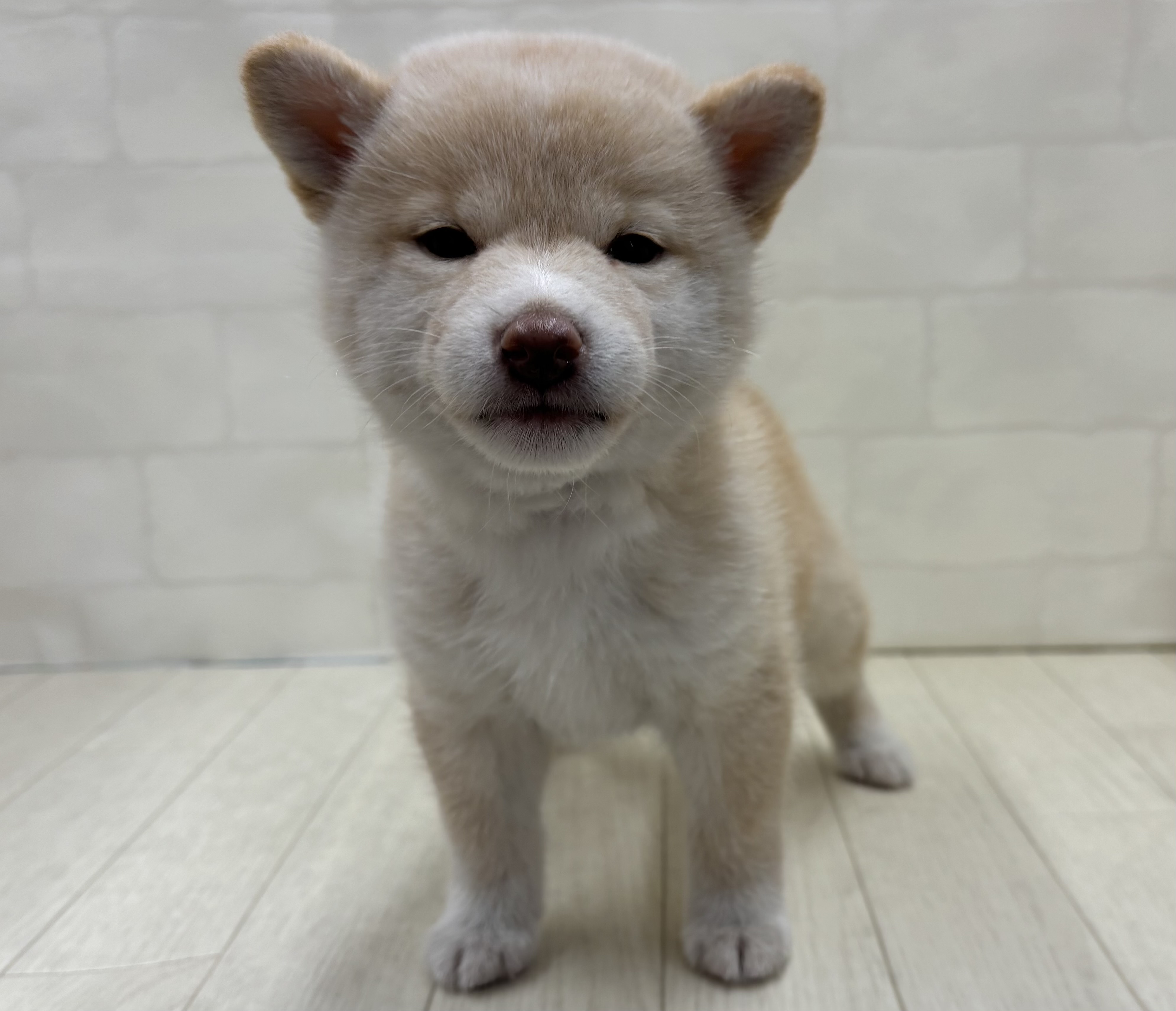 埼玉県の柴犬(標準サイズ) (ペッツワン大利根店/2026年3月24日生まれ/女の子/白)の子犬の1枚目の画像