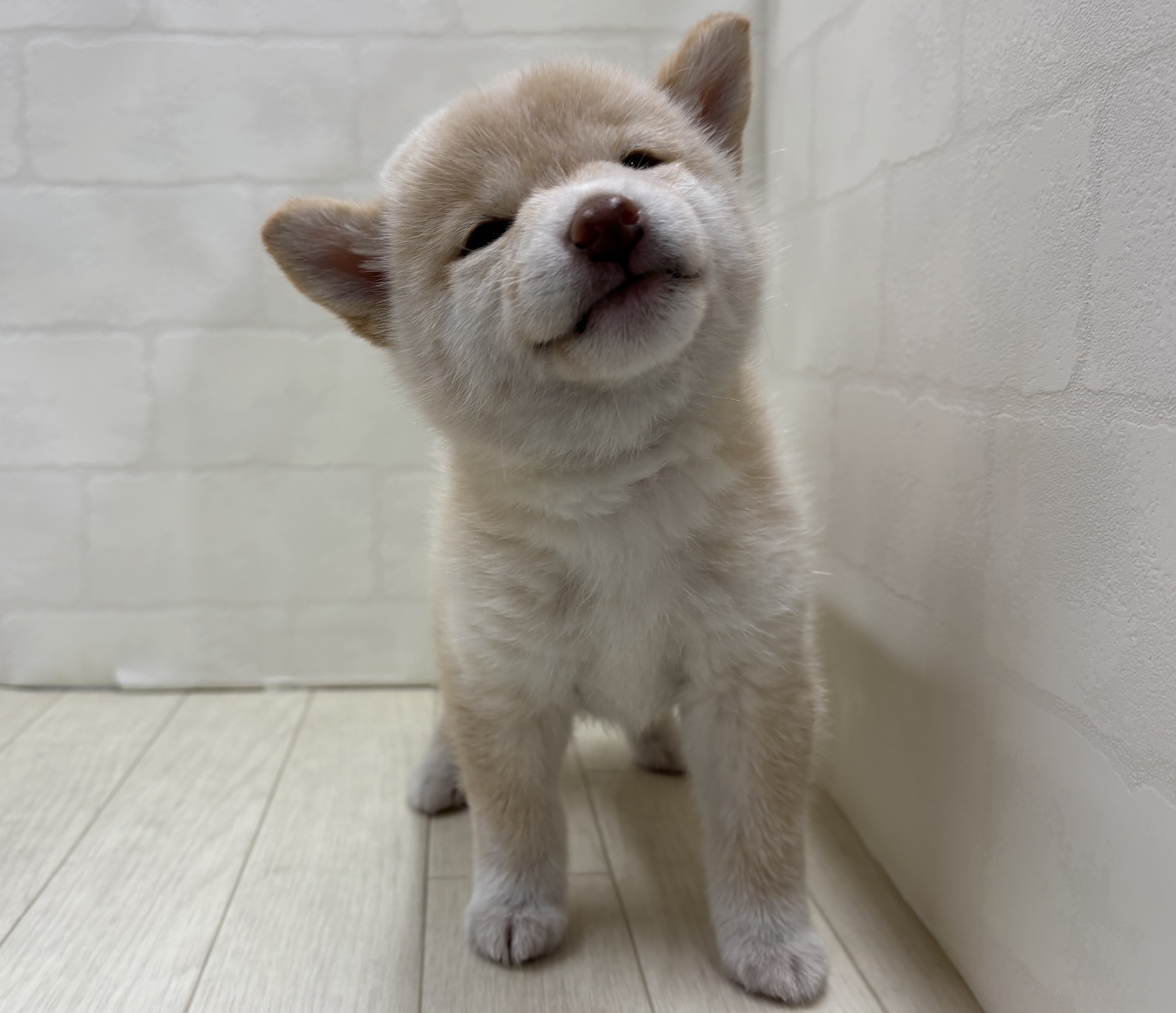 埼玉県の柴犬(標準サイズ) (ペッツワン大利根店/2026年3月24日生まれ/女の子/白)の子犬の2枚目の画像