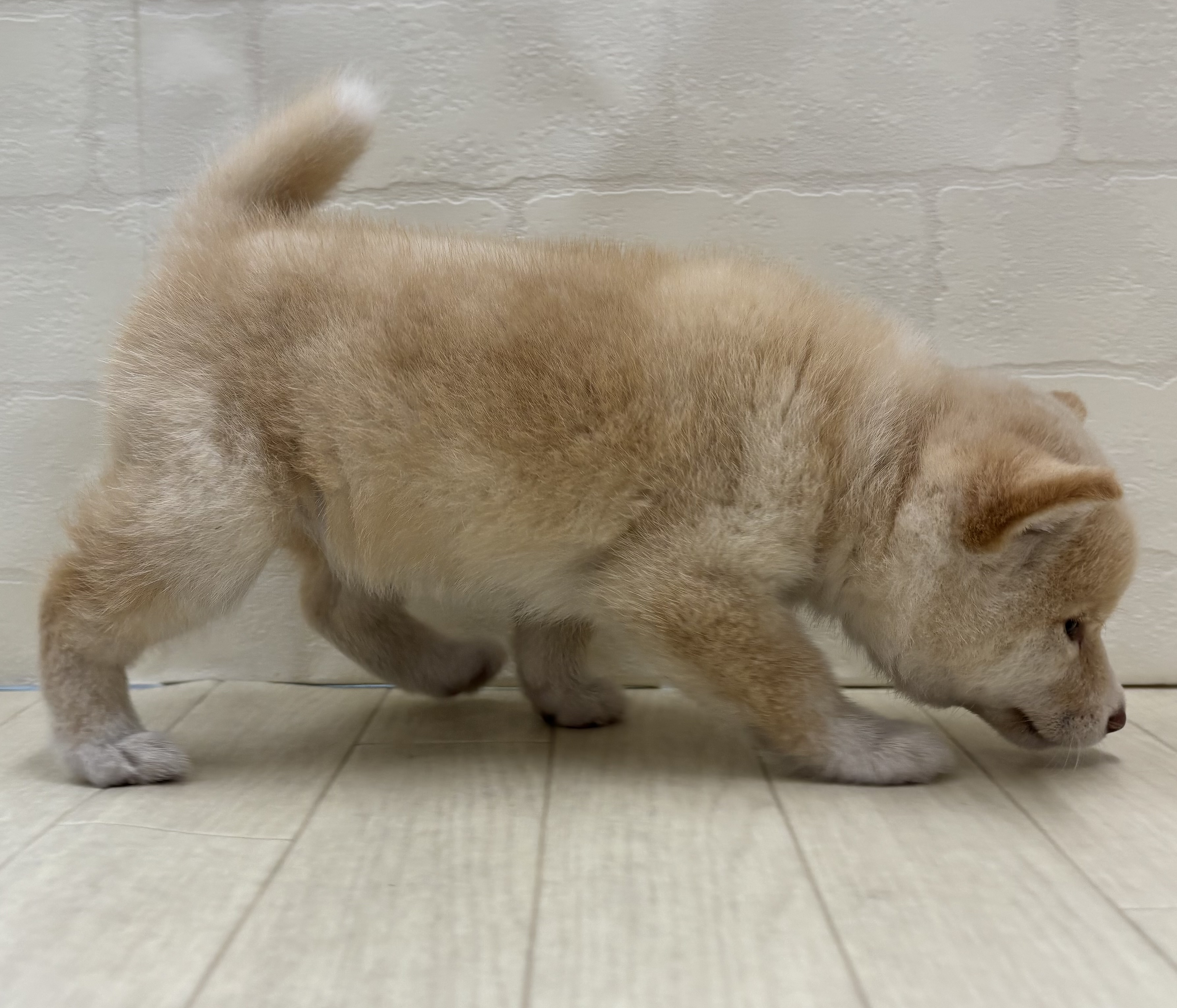 埼玉県の柴犬(標準サイズ) (ペッツワン大利根店/2026年3月24日生まれ/女の子/白)の子犬の3枚目の画像