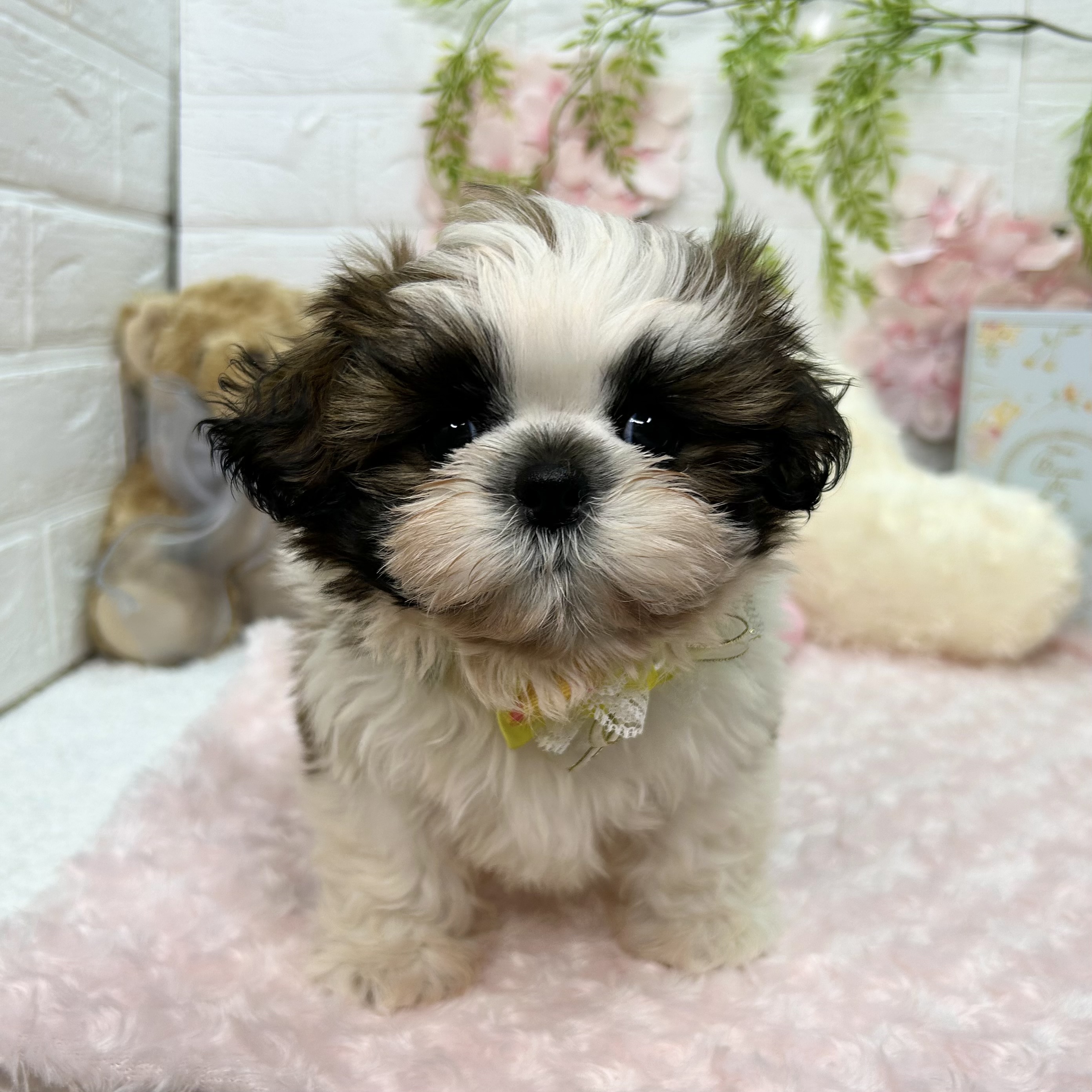 大阪府のシーズー (ペッツワン東大阪店/2026年3月23日生まれ/男の子/ホワイトゴールド)の子犬の1枚目の画像