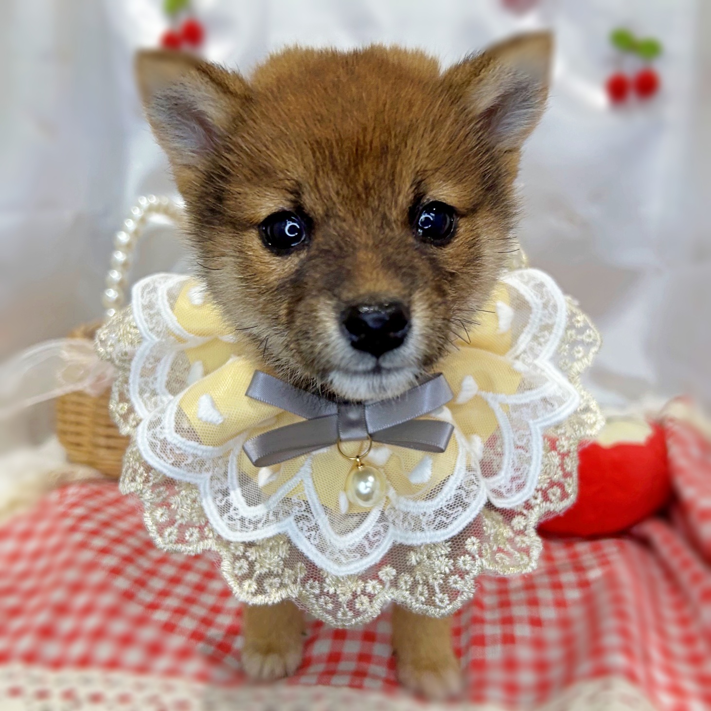 滋賀県の柴犬(標準サイズ) (ペッツワン堅田店/2026年3月1日生まれ/男の子/レッド)の子犬の3枚目の画像