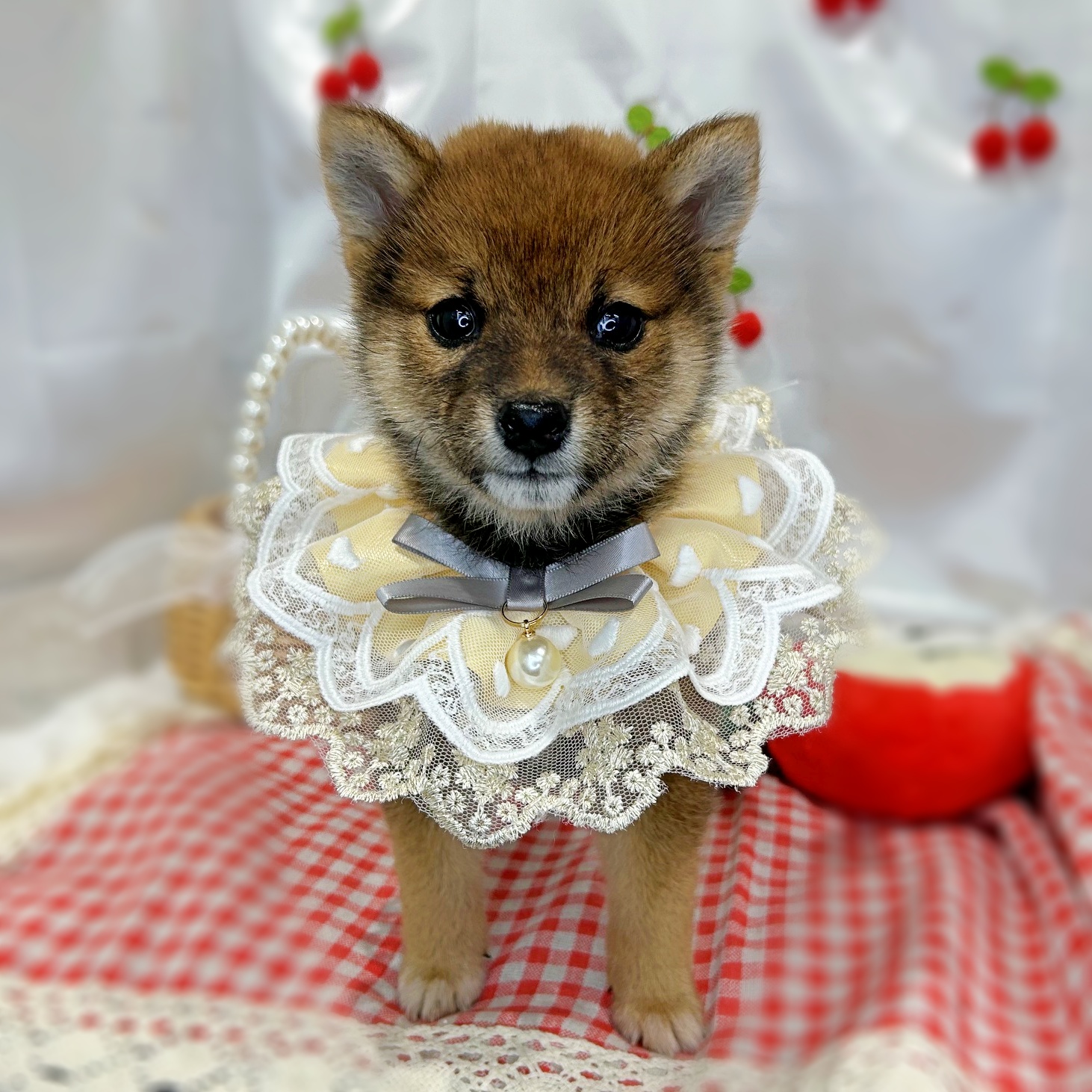 滋賀県の柴犬(標準サイズ) (ペッツワン堅田店/2026年3月1日生まれ/男の子/レッド)の子犬の1枚目の画像